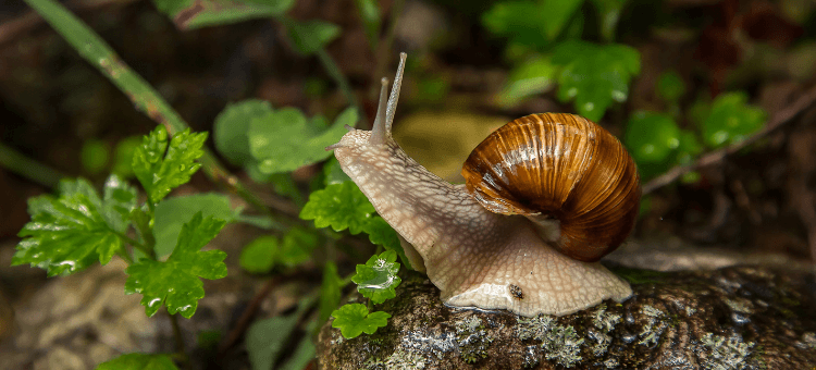 Schnecke kriecht über Ast