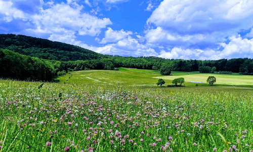 Jahresrückblick 2022, Blumenwiesen und blauer Himmel