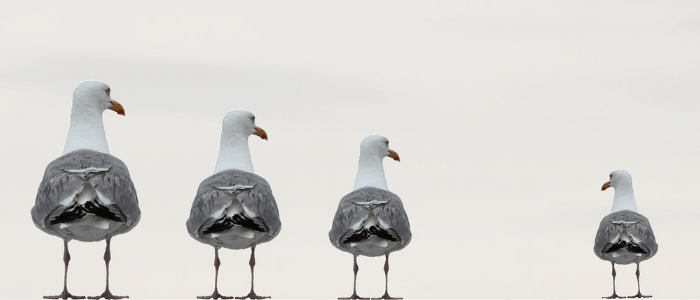 Drei Möwen, die vierte Möwe ist ausgegrenzt