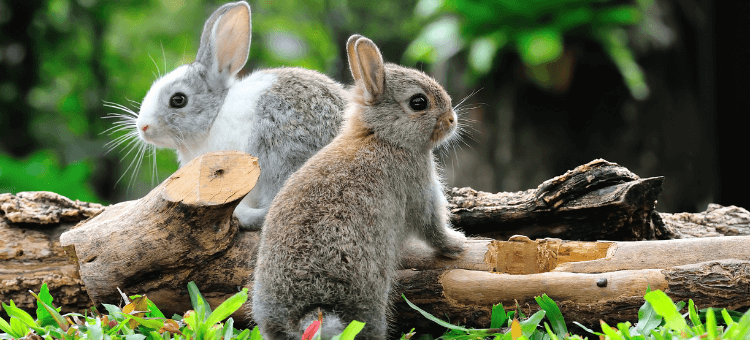 Die Wunder-Wut: Zwei Hasen auf einem morschen Baumstamm schauen neugierig in die Welt