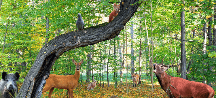 Tiere im Wald (Hirsch, Wildschwein, Reh, Fuchs, Hase, Eichhörnchen, Vogel) unterhalten sich: Was ist das Leben?