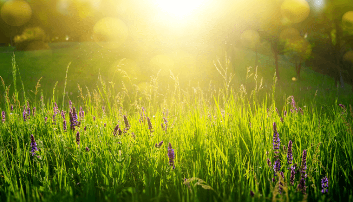 Lektion des Lichtes: Die Seele ruft - Sonnenlicht über einer Frühlingswiese