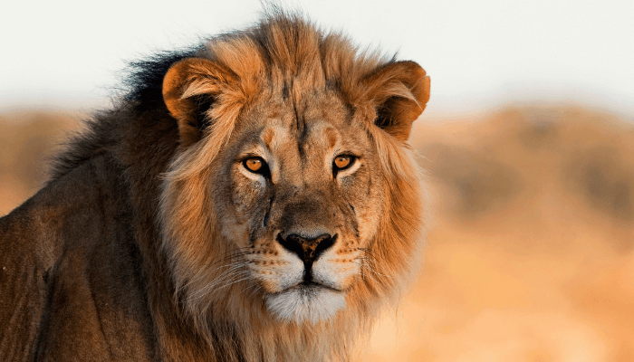Mehr Mut zum Erfolg: Ein männlicher Löwe schaut dich an