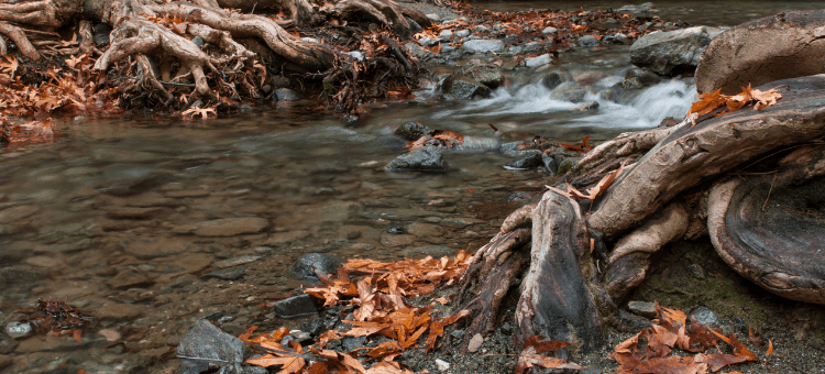 Vom Fluss des Lebens, Blätter im Fluss