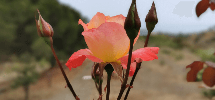 Eine erblühte Rose mit 3 Knospen drumherum