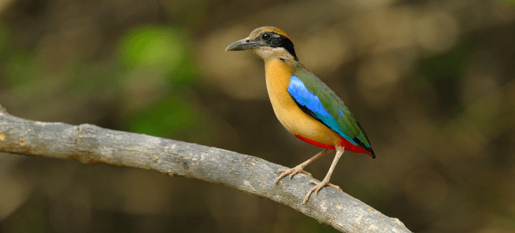 Bunter Vogel auf Ast zeigt die Farben der Freiheit