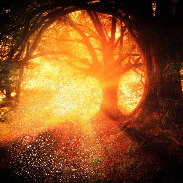 Visionstag: Sonne mit Glitzer fällt durch die Zweige der Bäume