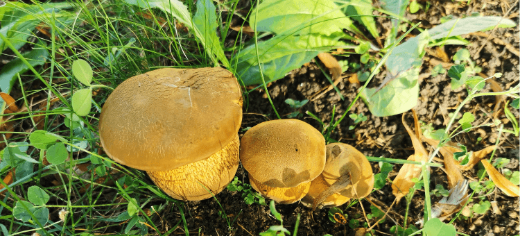 Drei Pilze stehen in Reihe: Groß, mittel, klein