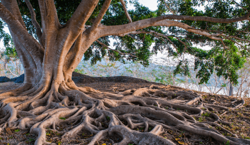 Baum mit mächtigen Wurzeln