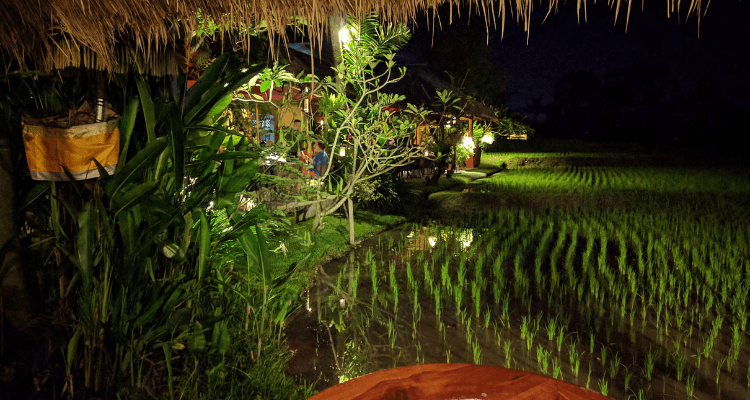 Wie Bali in Ubud zu erleben ist. Hier der Blick aus einem Restaurant auf Reisfelder