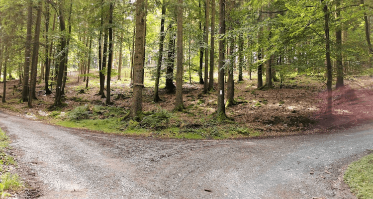 Angst vor Veränderung, Weggabelung im Wald