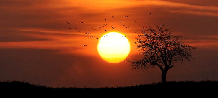 Vögel fliegen vor der untergehenden Sonne im Himmel. Das zu sehen ist wie Meditation