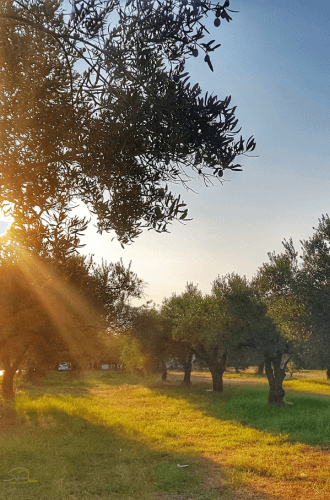 Olivenhain mit Sonneneinfall