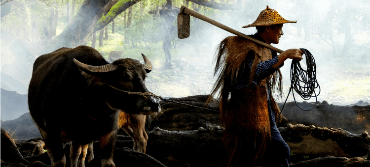 Ochse wird von Asiaten am Seil geführt